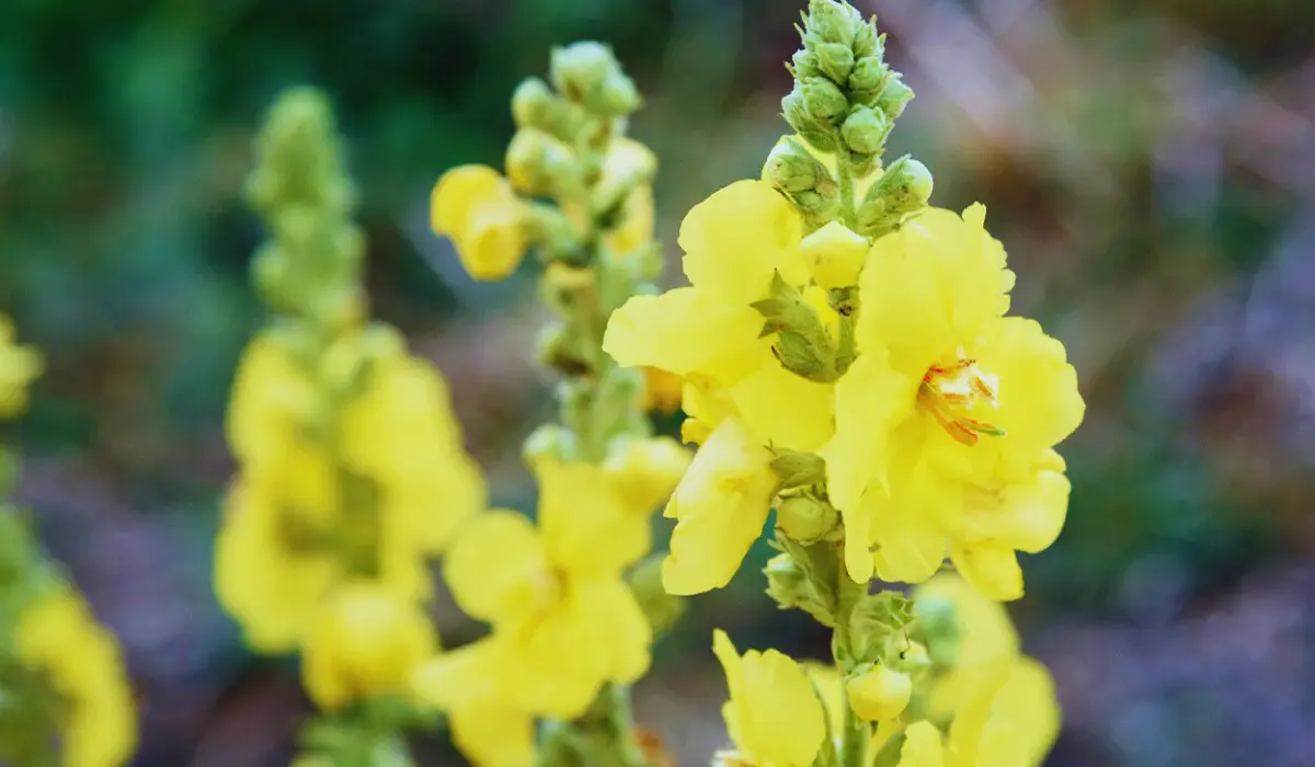 Mullein Leaf Tea