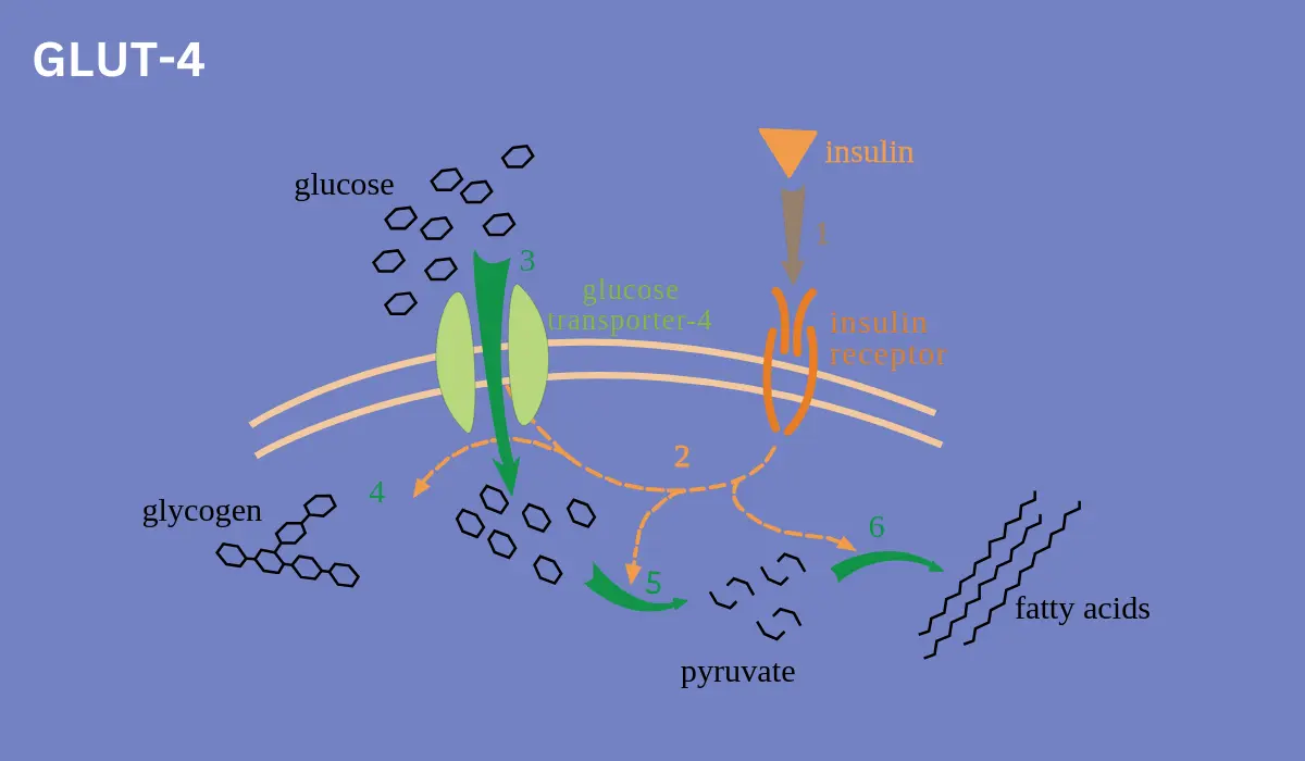 Unlock the GLUT-4 Secret Stabilize Your Blood Sugar Now